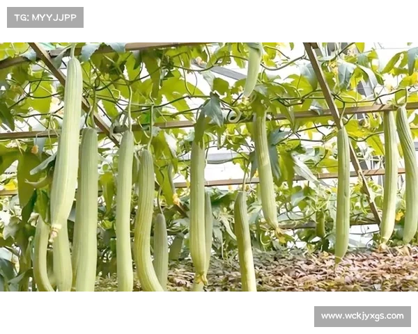 地下城维护常见误区解析及解决策略全面剖析